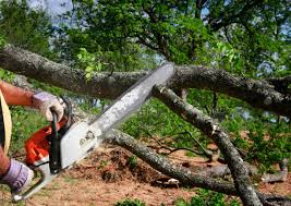 Best Fruit Tree Pruning  in Wyboo, SC